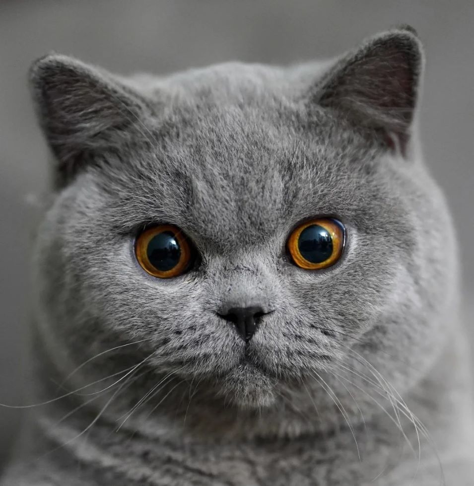 A Chartreux