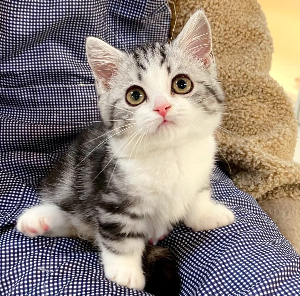 An american shorthair cat
